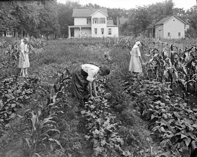 Girls Working In Garden, Chatham, N.Y.