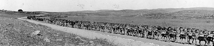 A Train of Camels on the Plain of Sharon Carrying Supplies to the Front. Palestine