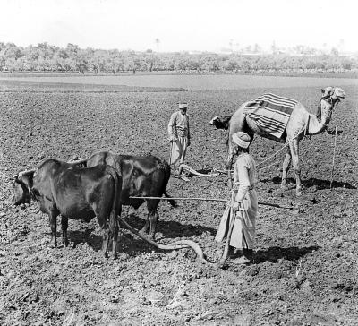 Syria.  Plowing with Camel and with Oxen on the plain of Sharon