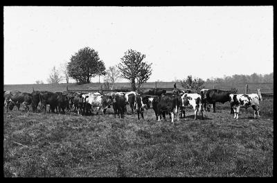 Large Herd of Two-Year Old Steers. Near Canandaigua, N.Y.