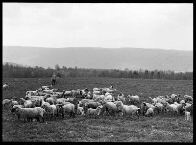 Flock of Sheep and Lambs in Large Pasture. near Bristol Center, N.Y.