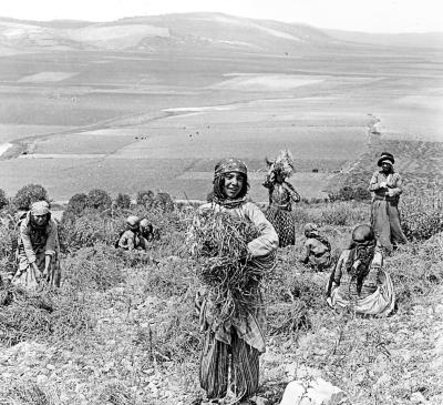 Syria.  Plain of Dothan North from Tell Dothan;  Women Gathering Grass