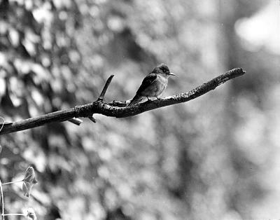 Birds - Pewee, Wood. Adult on a typical perch and in flycatcher pose