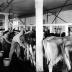 Washing cows in preparation for milking on the Cook Blodgett Farms, Denmark, N.Y.