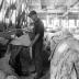 Shoemaking: Shaving hides to make stock of one thickness