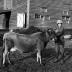 Grade Jersey cow with owner Gladys Saddlemeyer, Knox, N.Y.