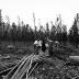 Hop picking in Dorloo (near Seward), N.Y.