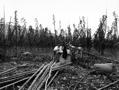 Hop picking in Dorloo (near Seward), N.Y.