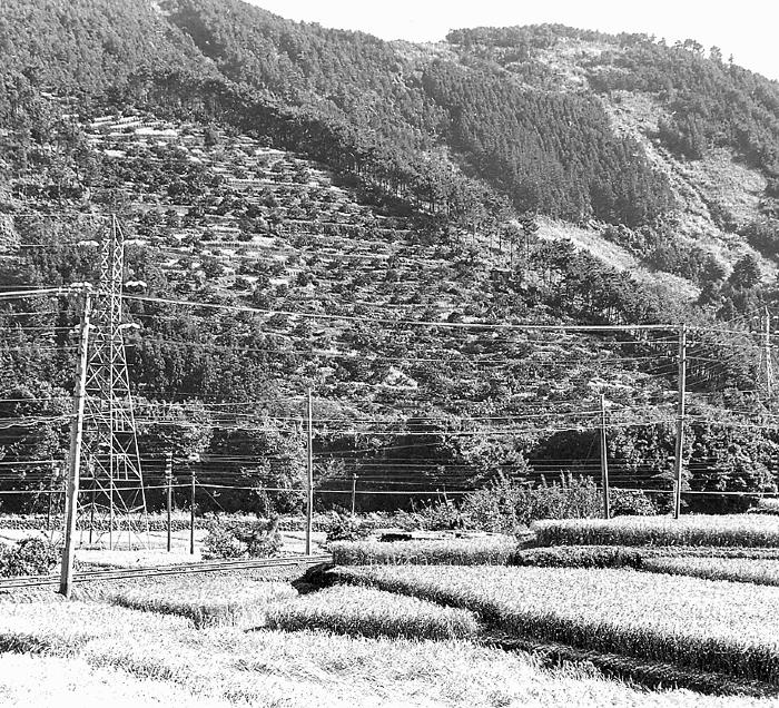 Japan - Rice Plots