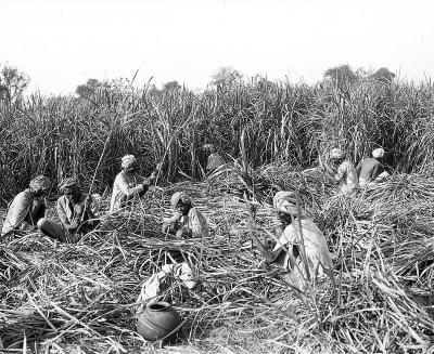 India - Harvesting Sugar Cane 