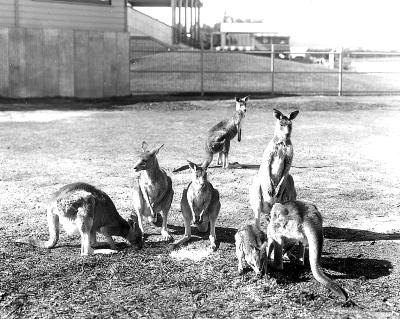 Animals - Seven Kangaroos