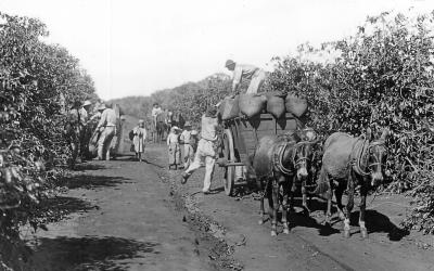 Brazil - Hauling Bags of Fresh Coffee Berries from Plantation