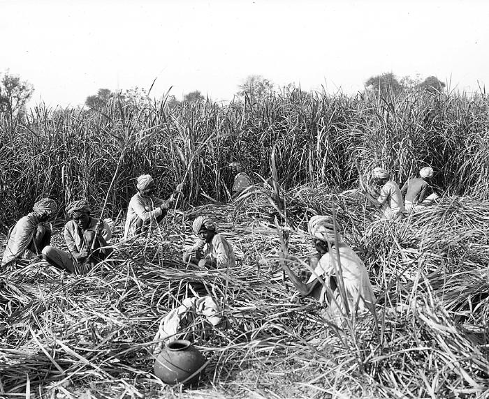 India - Harvesting Sugar Cane 