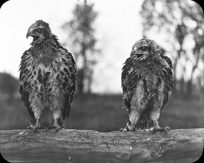 Red Tailed Hawks