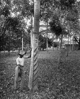 West Indies - Method of Tapping Trees