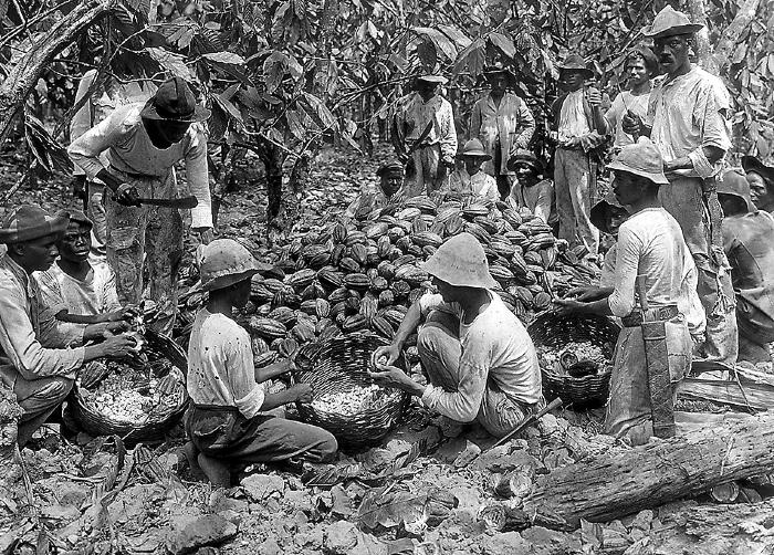 West Indies - Workers Husking Cacao Pods