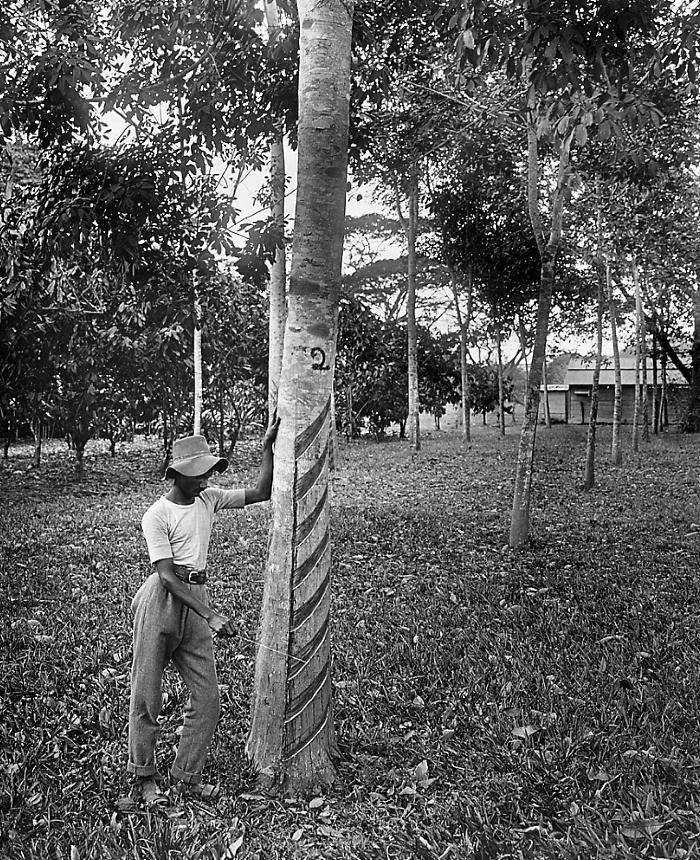 West Indies - Method of Tapping Trees