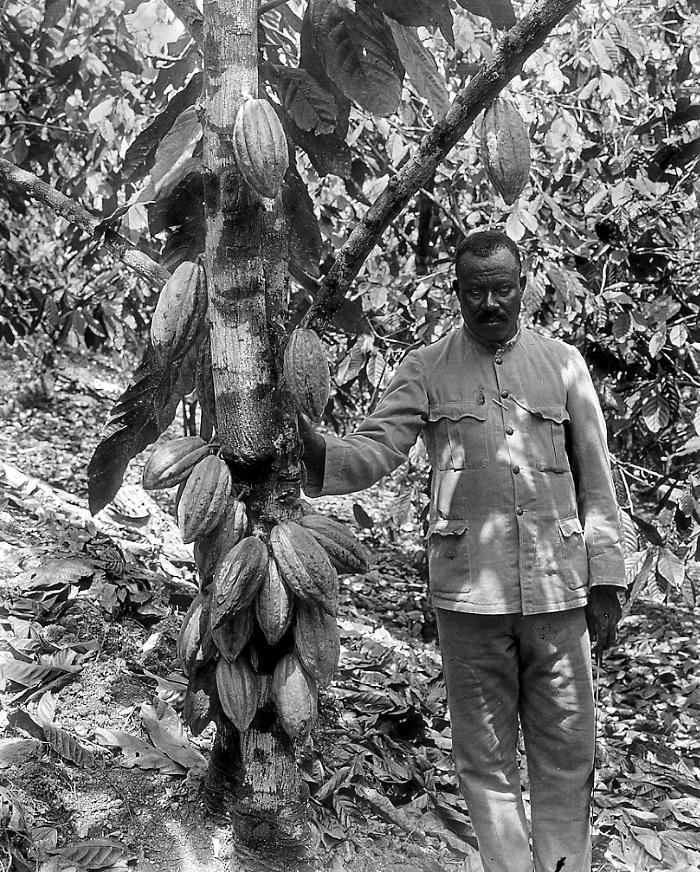 Cacao Tree in Fruit