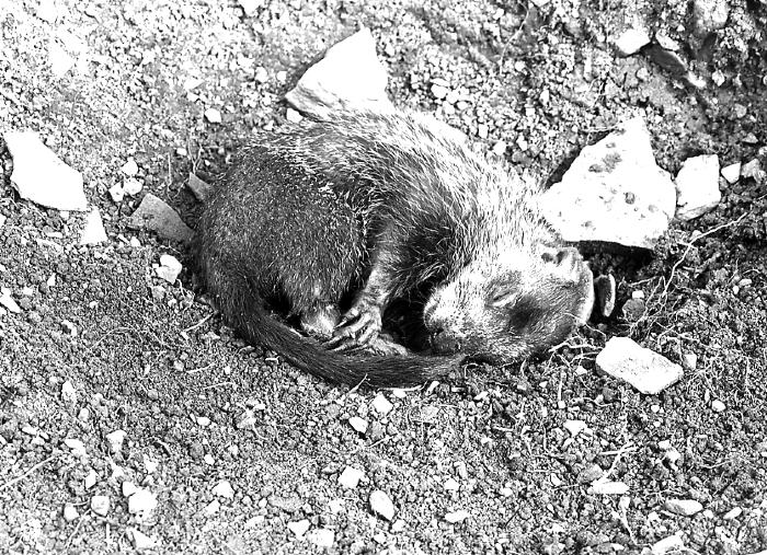 Animals - Hibernating Woodchuck 3 Months Later