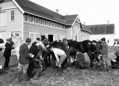 Students Studying Stock at the New York State Institute of Applied Agriculture in Farmingdale, N. Y.