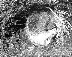 Animals - Hibernating Woodchuck