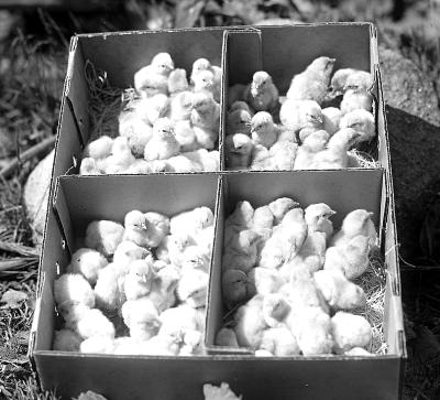 Animals - Day Old Chicks Ready to be Shipped