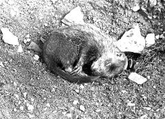 Animals - Hibernating Woodchuck 3 Months Later