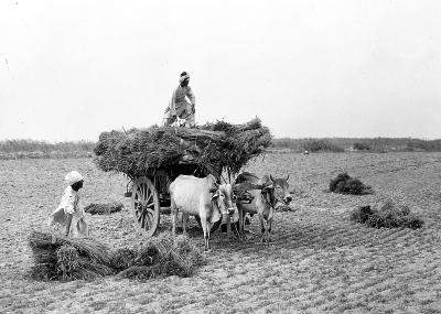 India - Loading Grain on Bullock Cart