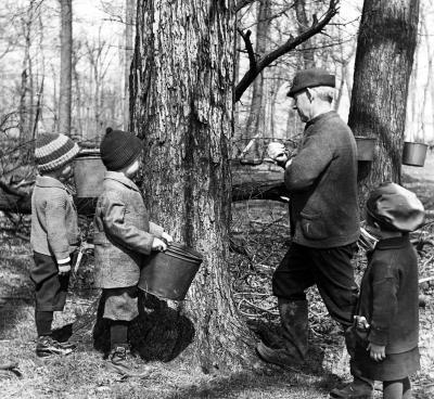 Early Spring or Late Winter. Tapping a Maple Tree