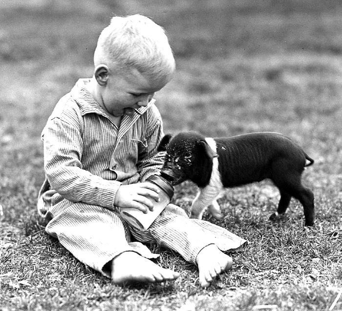 Animals - Boy Feeding Pig