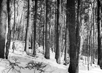 Virgin Forest in Winter: Mature Hemlocks with Young Growth Underneath, with Mixture of Hardwoods