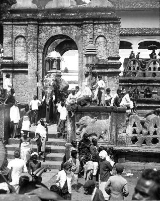 Ceylon - The Temple Elephant