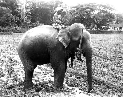 Ceylon - Farm Elephant