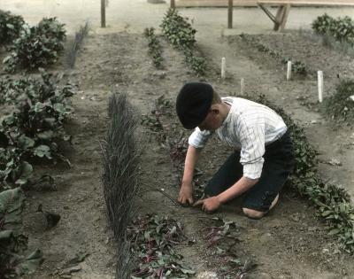 Boy Thinning Beets to Give Room for Development, Fairview Garden School, Yonkers, N.Y.