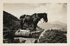 Horse atop Mt. Marcy used to bring up radio