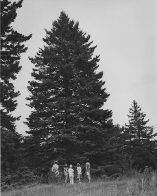 The National Christmas Tree of 1964