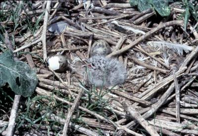 Herring Gull chick