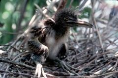 Black-crowned Night Heron