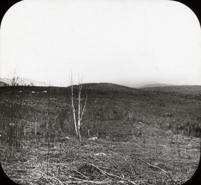 Site of forestry plantation