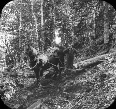 Hauling log to skidway