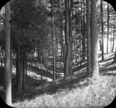 West Ditch of Old Fort William Henry