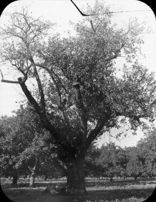 Old Indian Apple Tree on H. J. Loomis Farm near Geneva