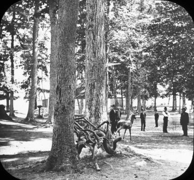 Grove near boat landing, Chautauqua, New York