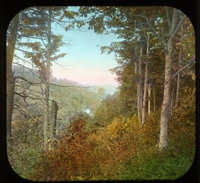 Woods in Autumn