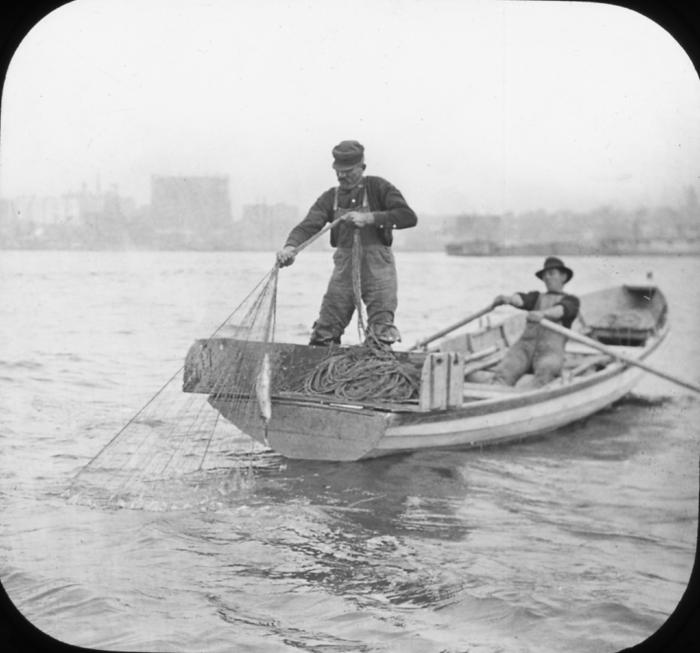 Shad fishing on the Hudson River, raising the net between poles