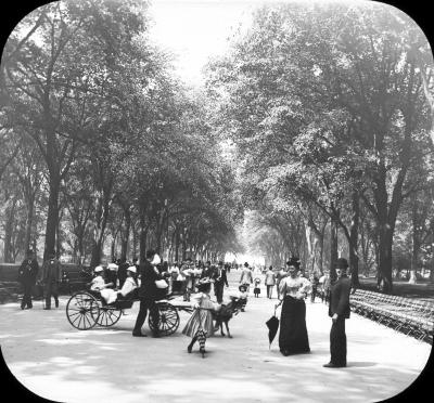 New York City. Central Park Mall, Elm Trees.