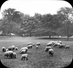 Sheep on the Green, Central Park, New York City