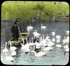 N.Y. Feeding the Swans.