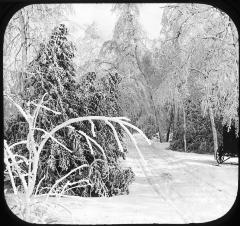 Goat Island, A Road, Winter.