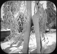 Luna Island, Ice Foliage.